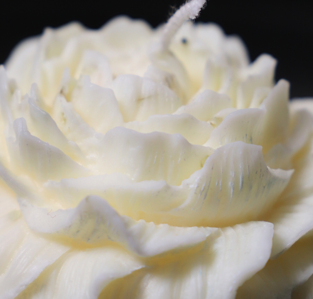 La pivoine blanche