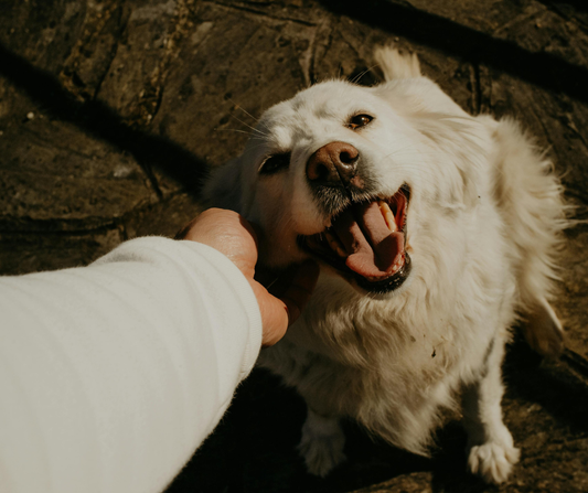 Bougies et animaux asthmatiques : précautions essentielles pour préserver leur respiration