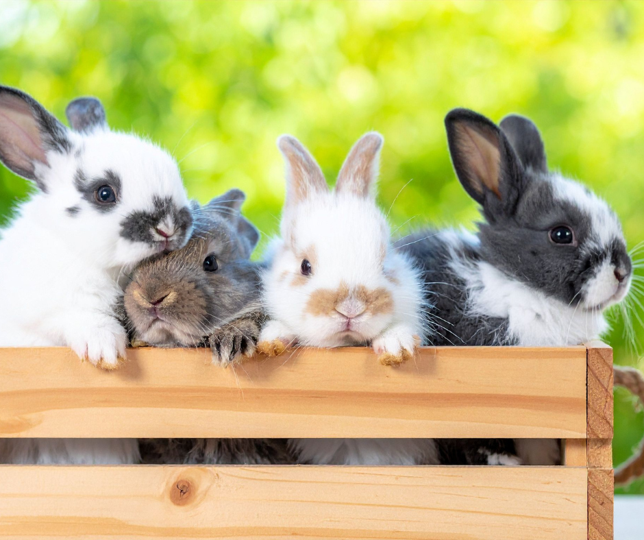 Bougies et animaux de compagnie : lapin, cochon d’Inde, hamster, serpent… quelles précautions adopter ?