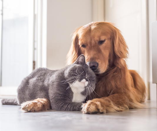 Bougies et animaux : peut-on allumer une bougie quand on vit avec un chat ou un chien ?