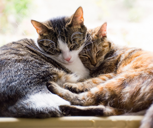 Bougies naturelles et animaux : pourquoi la composition fait toute la différence
