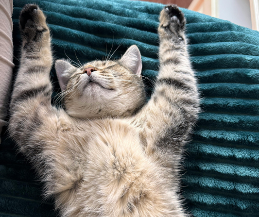 Chat et bougies : quelles précautions prendre pour un intérieur sain ?