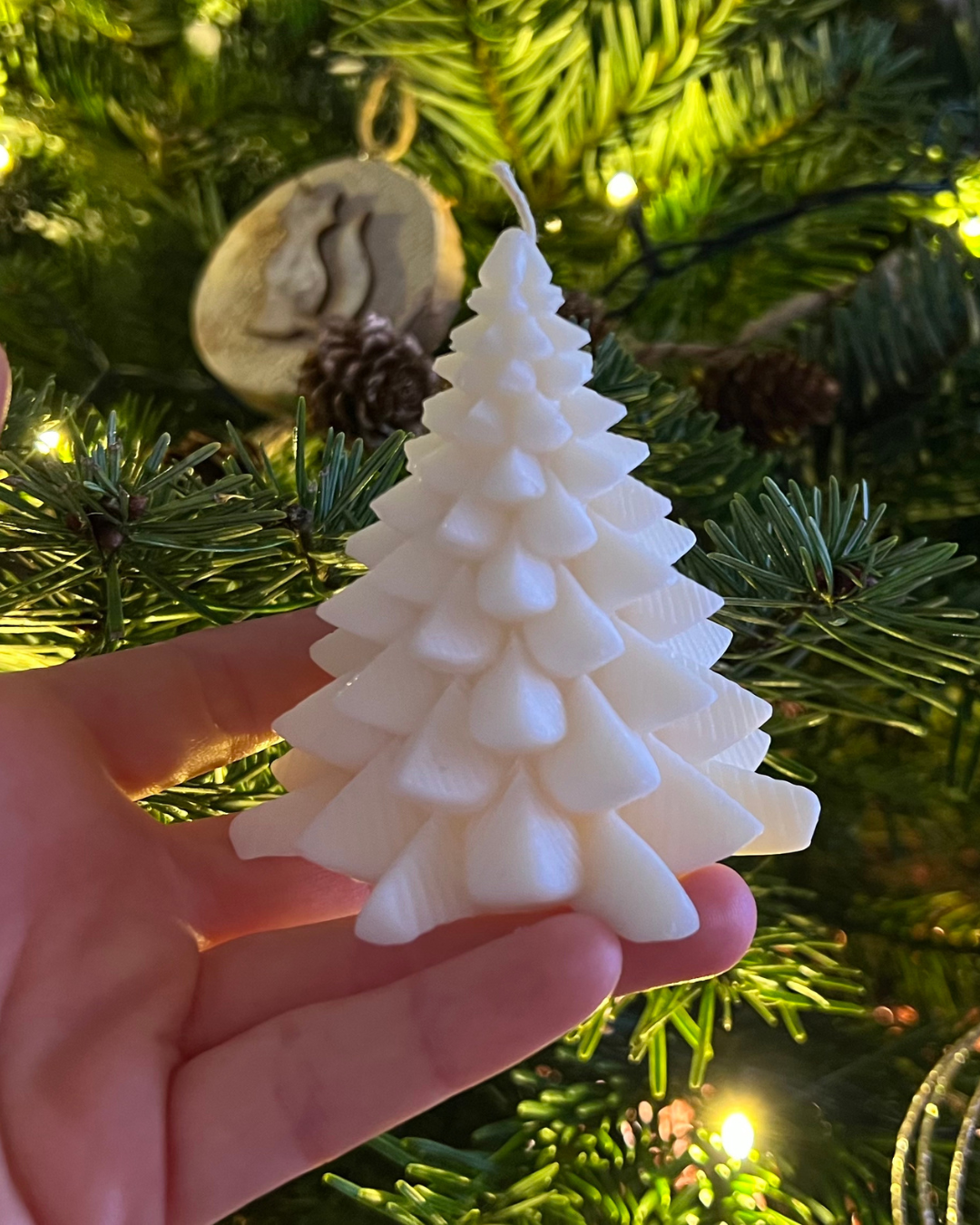 Sapin blanc - petit