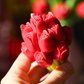 Le bouquet de Tulipes- bougie 100g