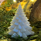 Sapin blanc - petit