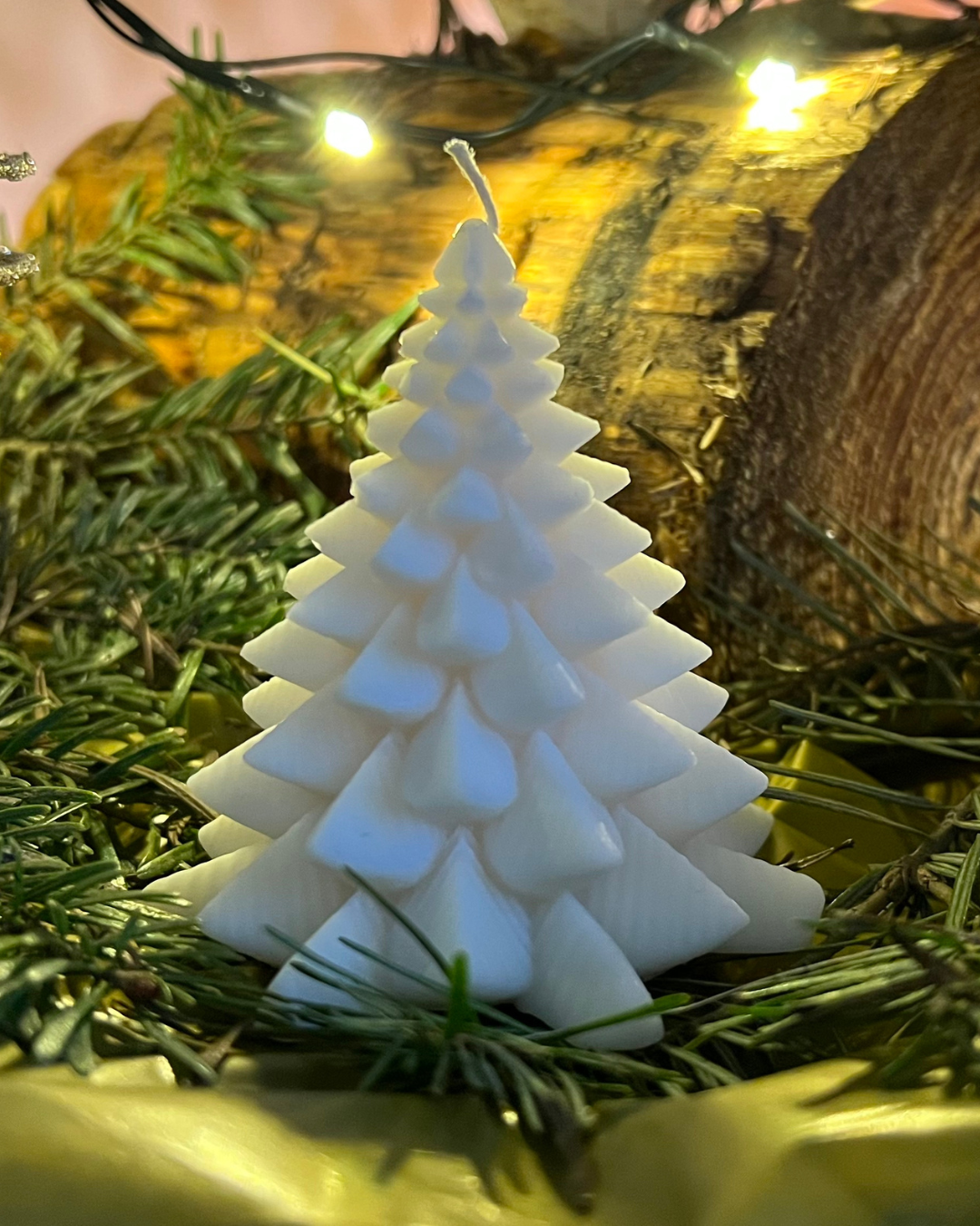 Sapin blanc - petit